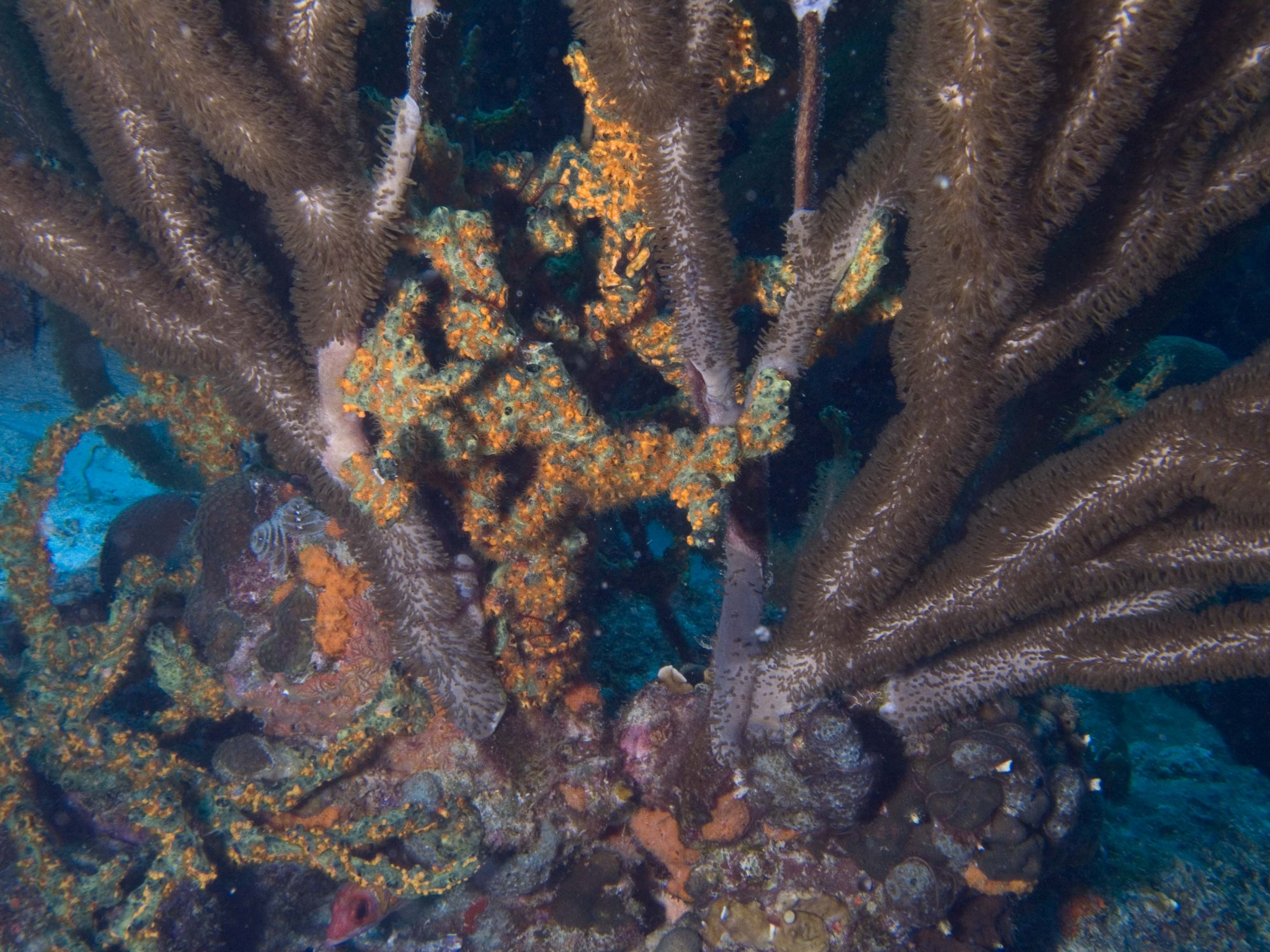 gal/Bonaire 2006/WhipsandSponge5x3.jpg